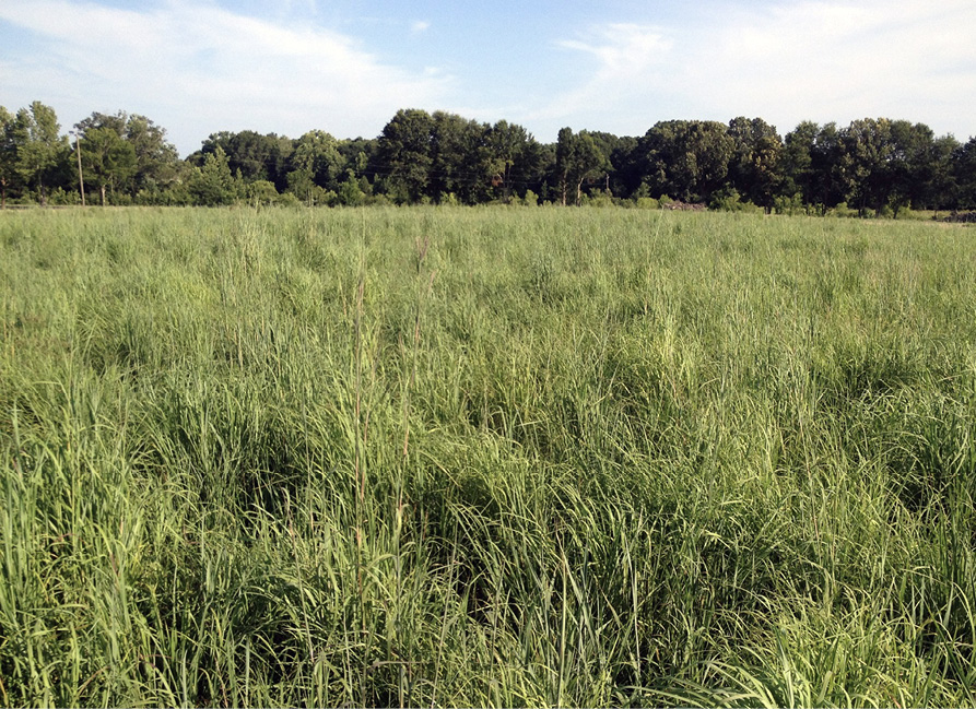 A field of tall grass.