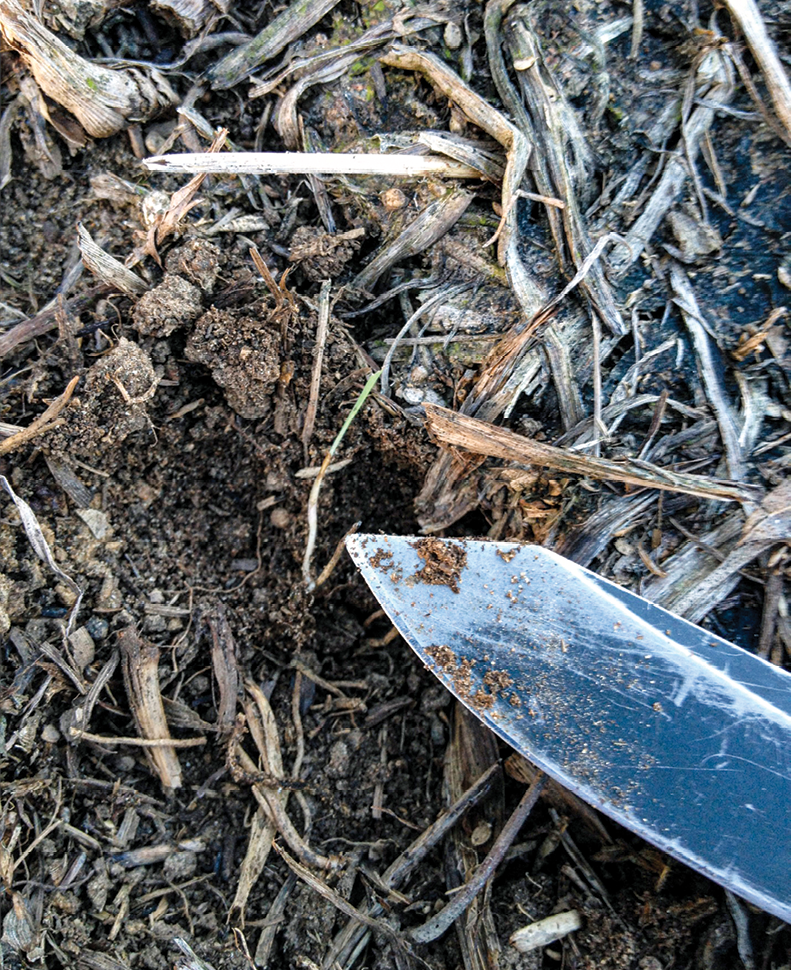 The tip of a knife points to a small green seedling in the dirt.