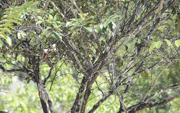 Discolored twigs and small branches high on a tree.