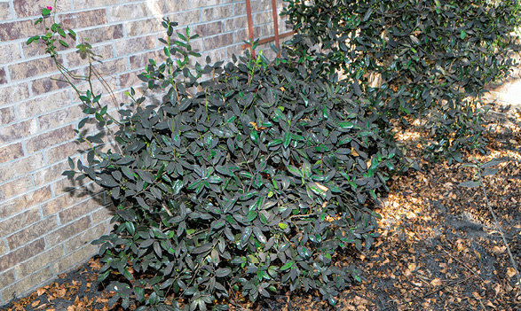 Medium-sized shrubs next to a brick wall. The shrubs have a dark gray to black substance on most of their leaves, and the mulch below is also covered in the substance.