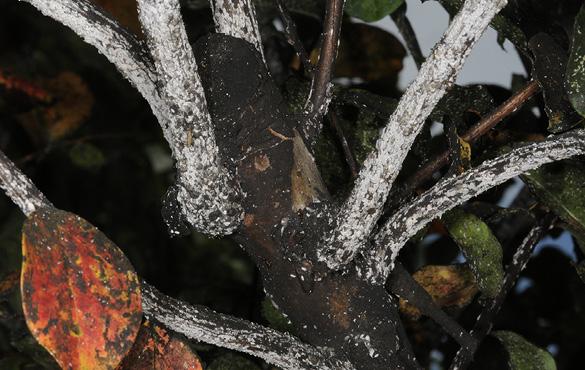 Close-up of a crape myrtle branch with a black substance covering a large portion of the branch. Some leaves with the black substance are also shown.