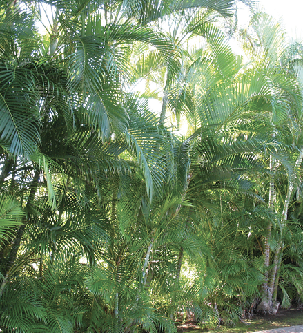 A large, informal grouping of single-trunked, pinnate-leaved trees.