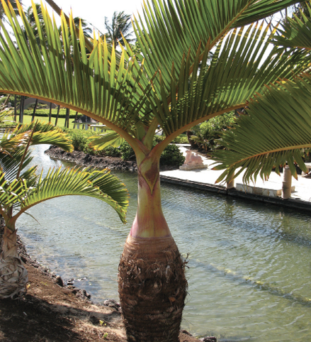 This bottle-shaped trunk (larger at the bottom and slenderer toward the top) has a crown of large, pinnate leaves.