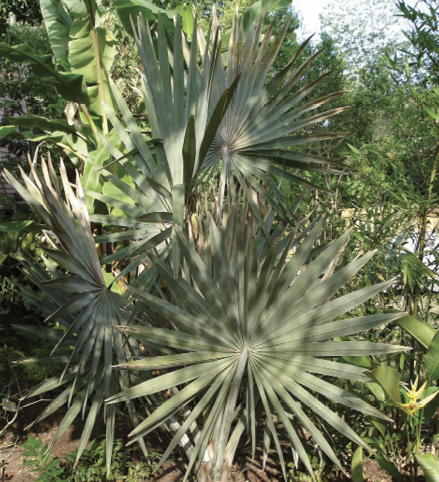 A group of large, fan-shaped trees in a landscape, with other trees and plants in the background.