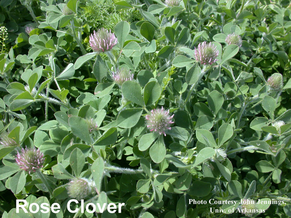 Rose clover described in text.