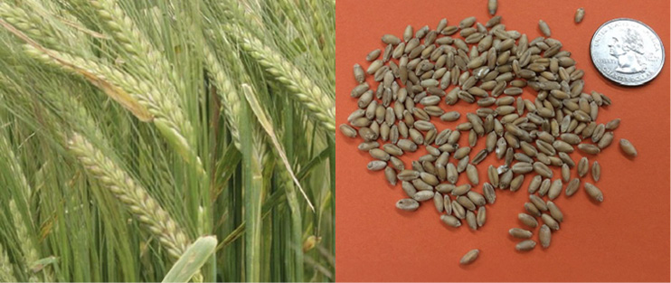 To the left are grown barley stalks; to the right, barley seeds are compared in size to a quarter. 