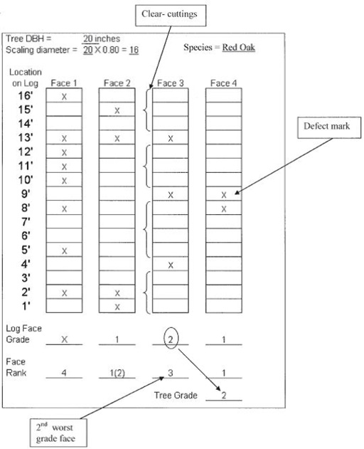 This grading and ranking worksheet shows an example recording of the defects (marked with an x) and clear wood sections. The log is divided into four faces, each face is divided into one-foot sections and defects are marked in each section. Face 1 has 8 defects and 5 clear wood sections from top to bottom (2 feet, 1 foot, 2 feet, 2 feet, and 1 foot long). Face 2 has 4 defects and 3 clear wood sections from top to bottom (1 foot, 1 foot, and 10 feet long). Face 4 has 2 defects and 2 clear wood sections (7 feet and 7 feet). In combination with Face 3 described in text, the tree grade is F2.