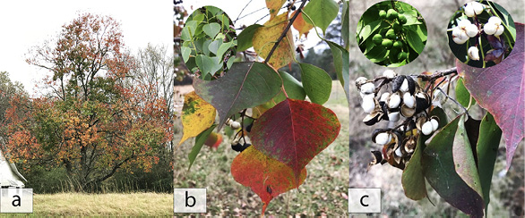 A composite of three photos showing a fully grown Chinese tallowtree in a field, the heart-shaped leaves of the Chinese tallowtree, and the greenish fruit that matures into white, wax-colored seeds.