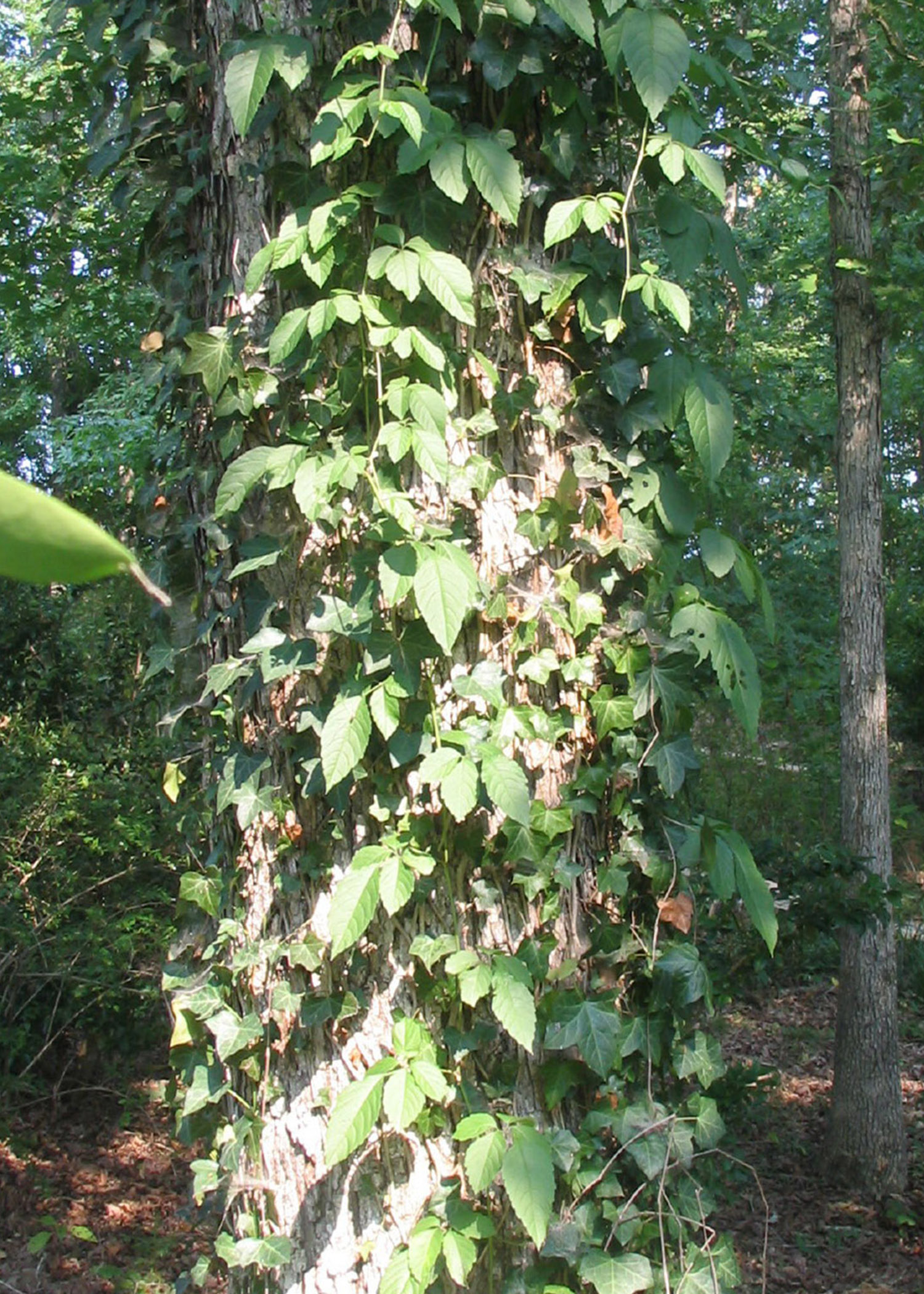 Green, leafy English ivy clinging to the bark of a white pine.