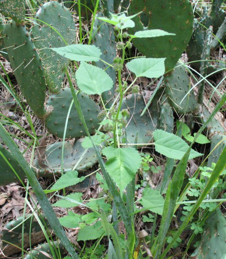 Mature hairy crabweed is growing near cacti.