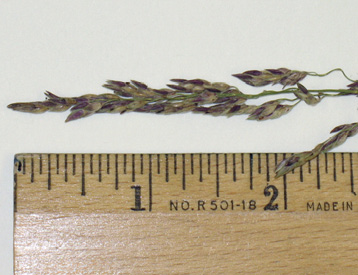 Close-up of a johnsongrass spikelet. The individual grains are about 0.8 inches long.