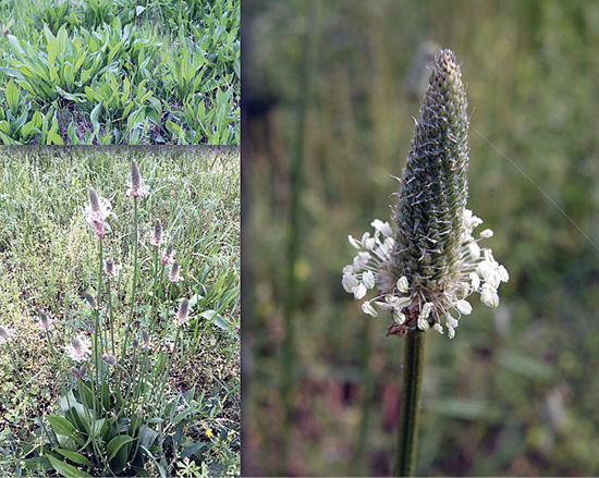 A buckhorn plantain flower spike with small white flowers. Two smaller images show the plant's leafy growth close to the ground and its flowering spikes.