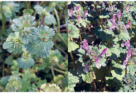 Two images that show the the rounded leaf shape with distinctive veins as well as the pink/purple flowers.