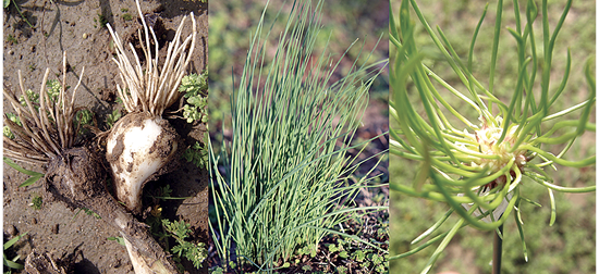 Three-part image showing different stages of wild garlic's growth. Left: uprooted immature plant with bulbs exposed. Middle: thin, green sprouting leaves. Right: close-up of a mature plant with long, narrow leaves radiating from the center.