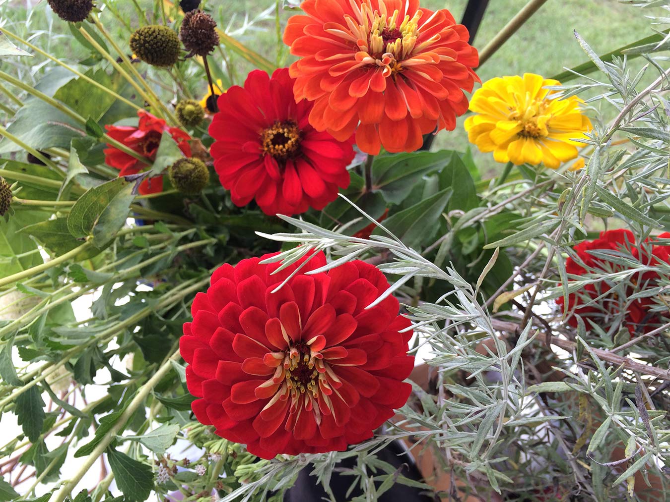 Red and yellow zinnias on a background of green leaves and silvery foliage.