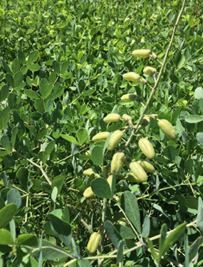 Example of fruit pods.