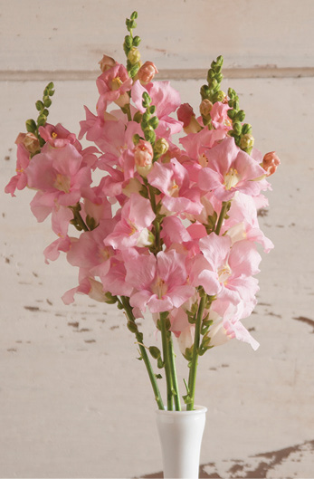 Four stems of light pink snapdragons in a white vase.