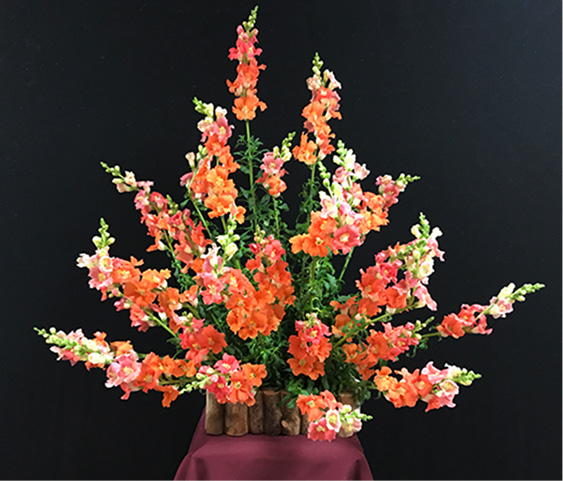 Snapdragons arranged in a wooden vase.