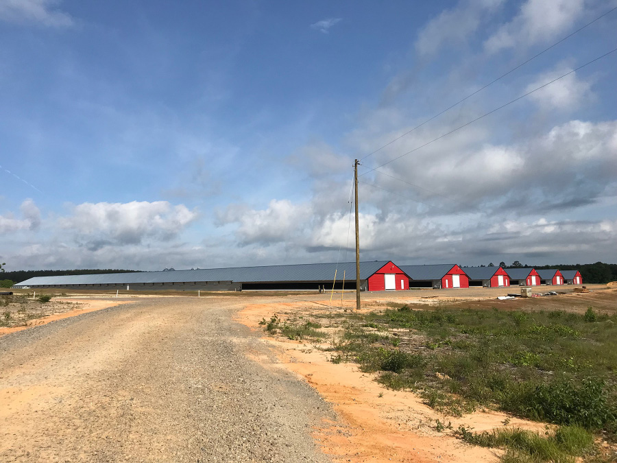 A gravel road leading to six poultry houses in the distance.