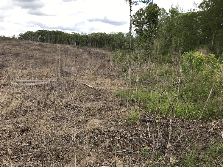 A forested area with brown, dead vegetation on the left and green vegetation on the right. Taller trees are in the background.