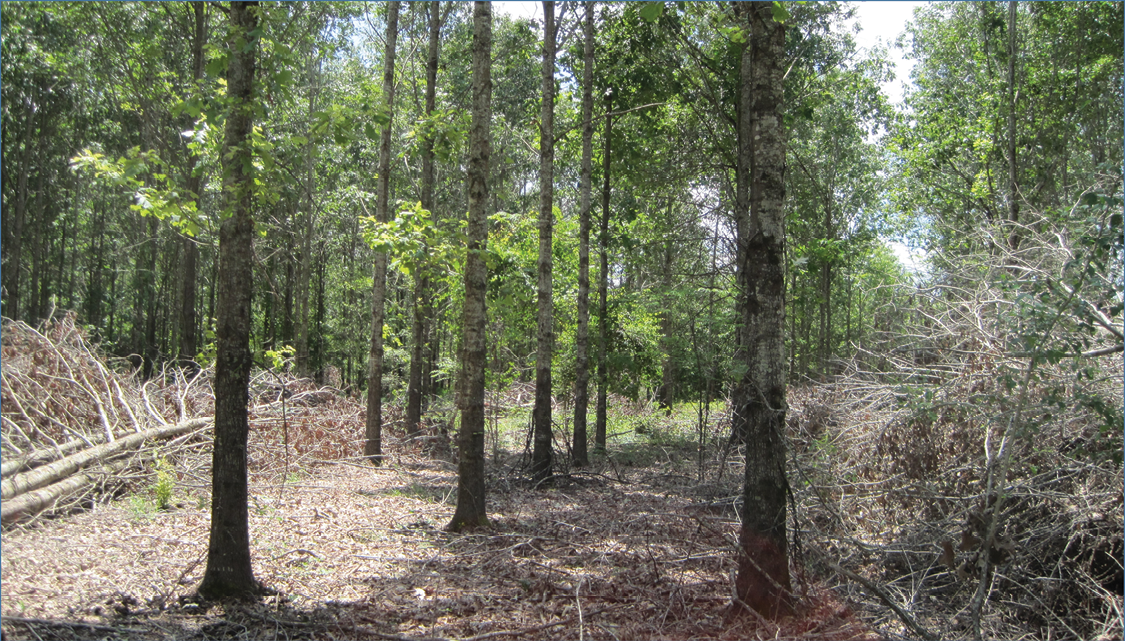 Thinned oak stand with approximately one-third of stems removed.