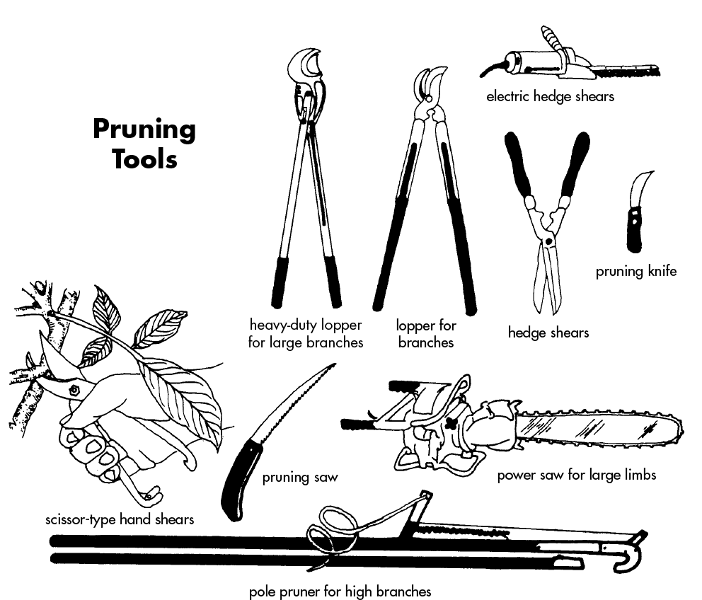 Drawings of various pruning tools: heavy-duty lopper for large branches, lopper for branches, electric hedge shears, hedge shears, pruning knife, power saw for large limbs, pruning saw, scissor-type hand shears, and pole pruner for high branches.