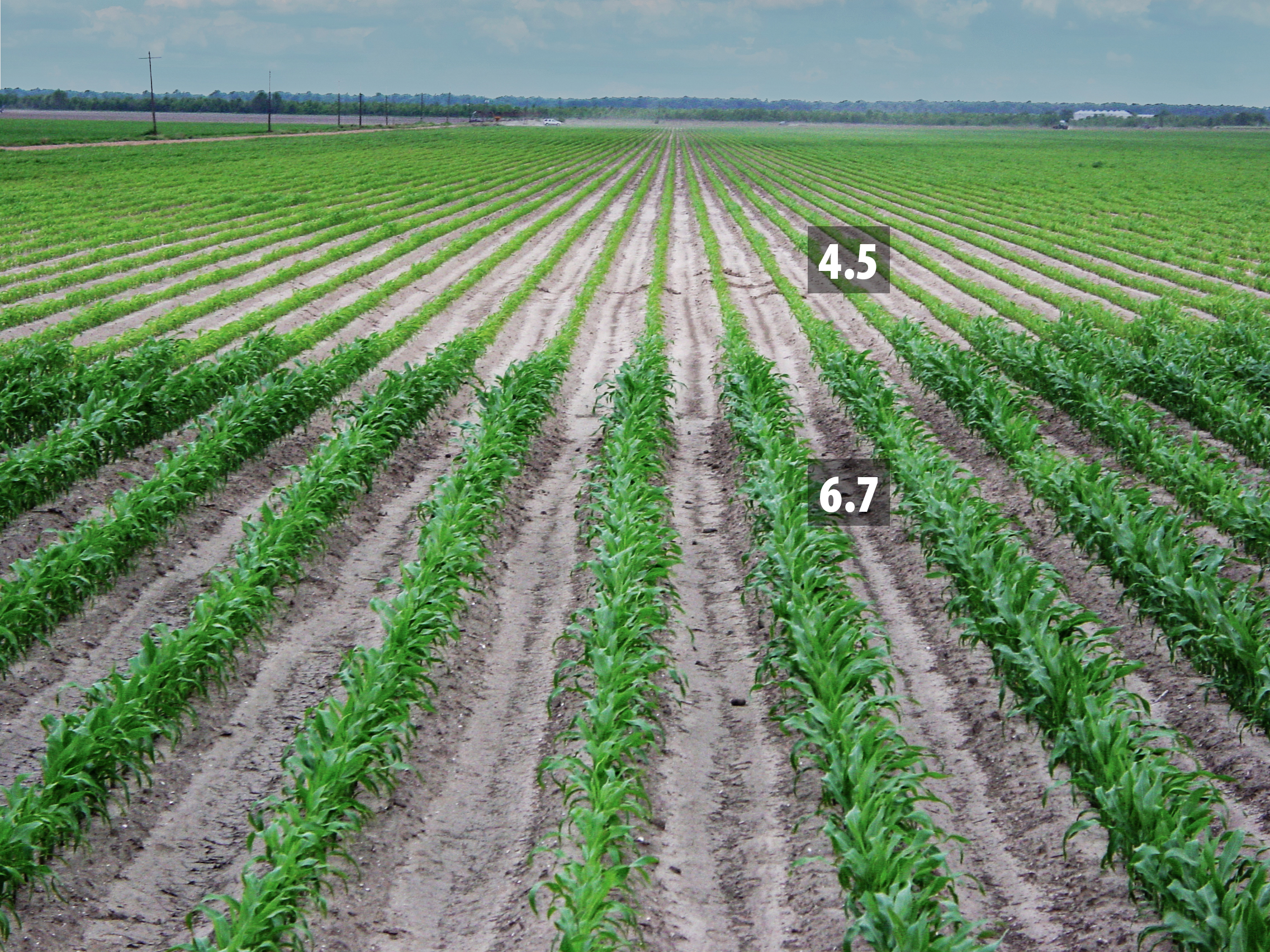 Rows of small corn plants. The plants in the foreground are labeled as having pH of 6.7 and are larger and greener than the plants in the background, which are labeled as having pH of 4.5.
