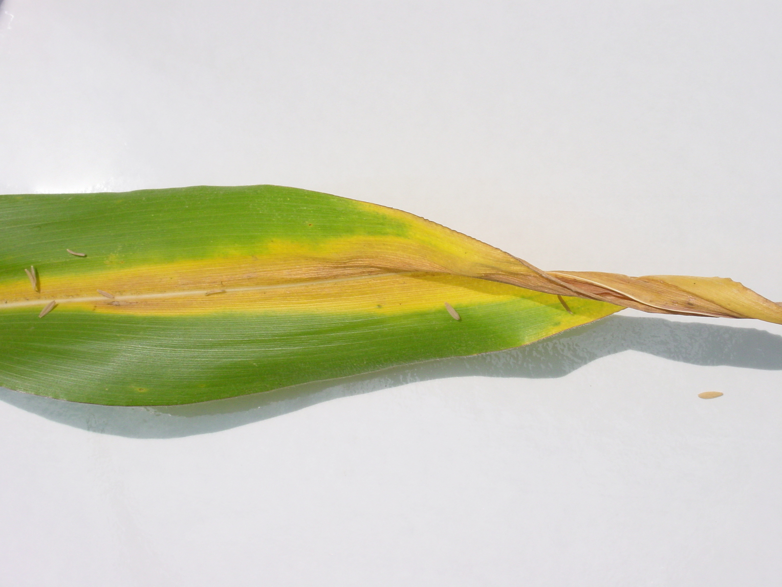 Close-up of a leaf that is yellowish-brown along the center and twisted at the tip.