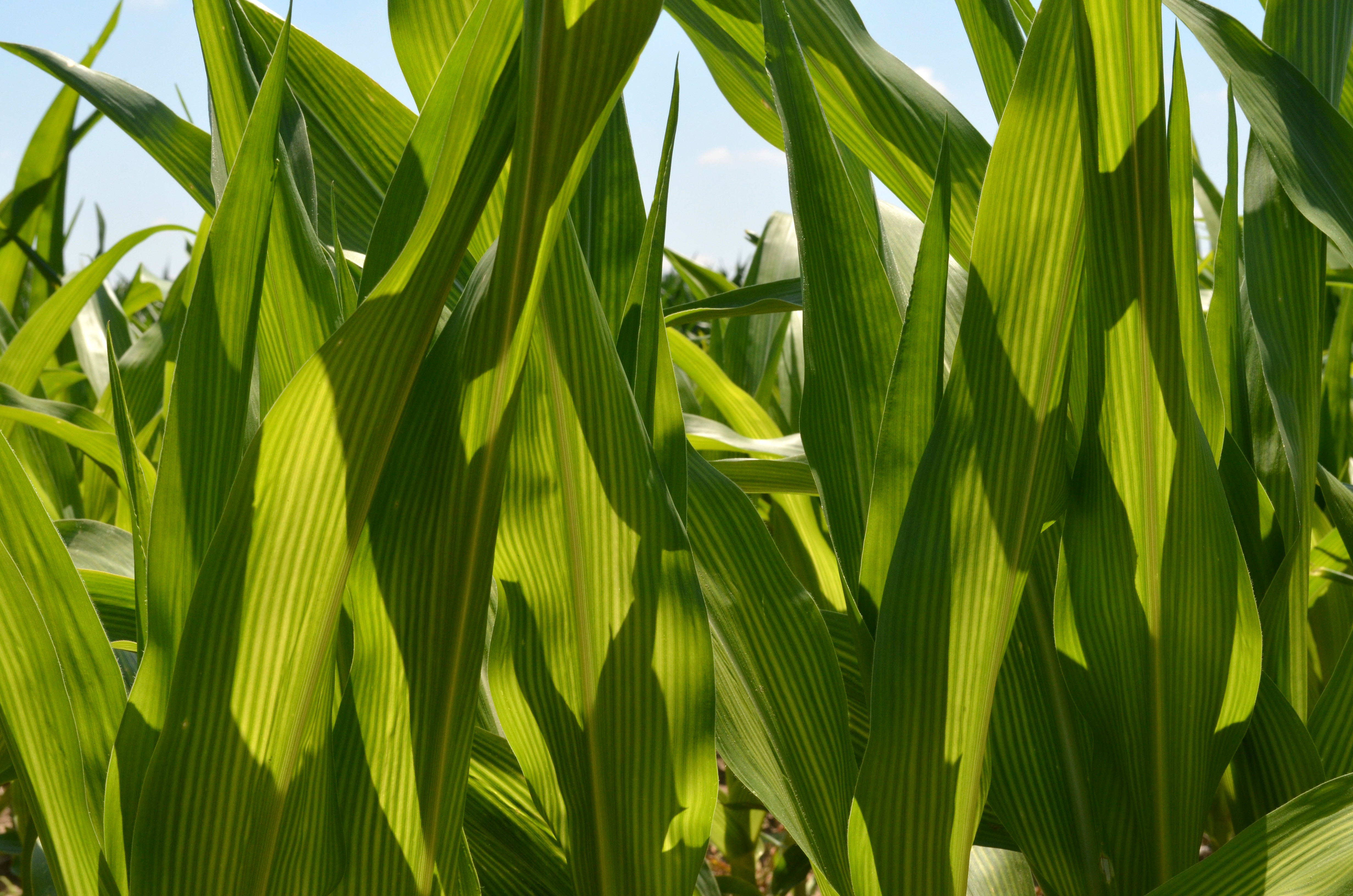 Close-up of corn plant leaves that have an alternating yellow and green striped pattern.