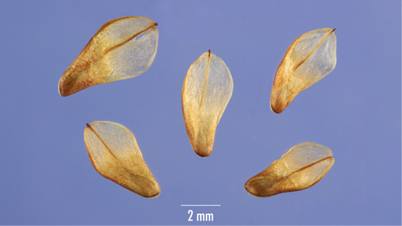 Five pine seeds on a blue background. The seed is at one end of a long, flat piece of light, woody material.