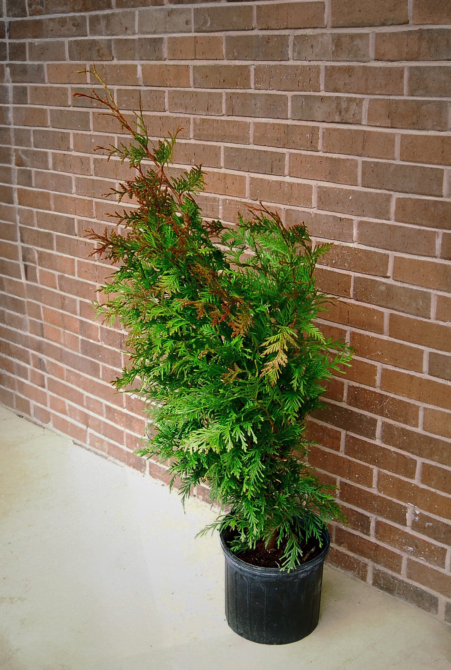 A potted evergreen with orange-brown upper leaves in front of a brick wall.