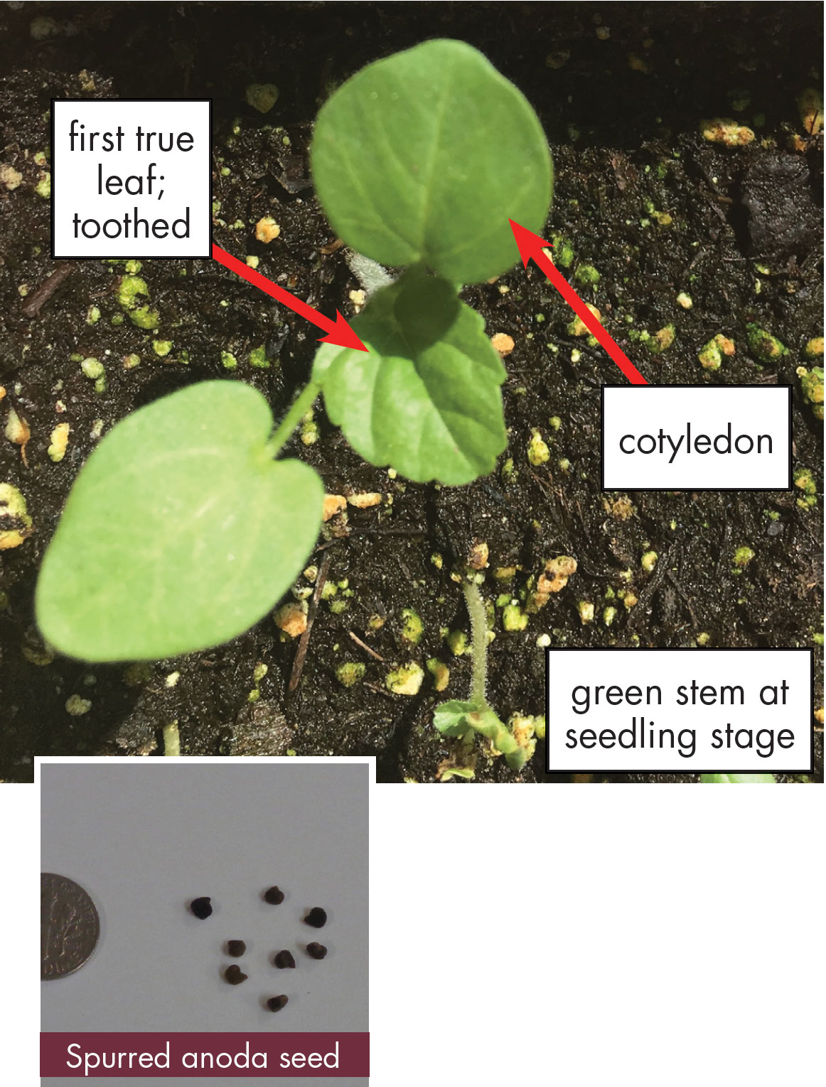 Spurred anoda weed with smooth, oval leaves and toothed margins on the foliage. Seed photo: Spurred anoda seeds next to a dime for size comparison. Small, brown, and round.