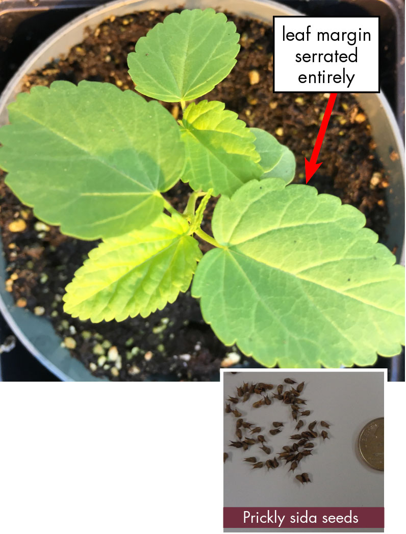 Fully grown prickly sida with multiple green leaves and jagged margins on the foliage.		Seed photo: Small brown round seeds with two small spikes at top of each seed. Seeds are placed next to a dime for size comparison.