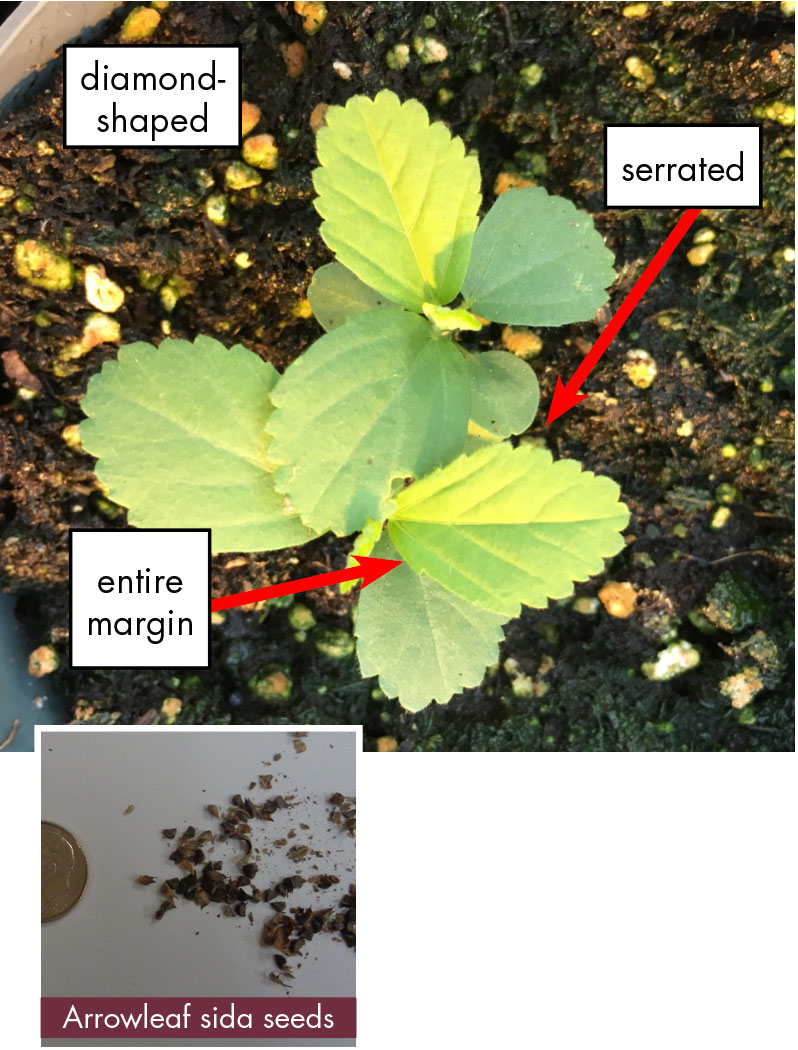 Green diamond shaped leaves with jagged edges pictured.		Seed photo: Small brown round seeds that resemble gravel are pictured. Seeds are placed next to a dime for size comparison.