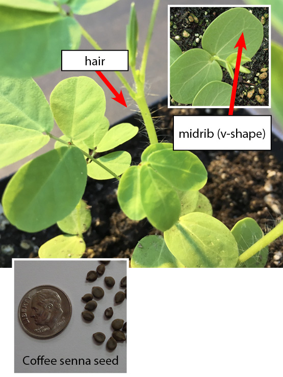 Multiple stems of Coffee senna are featured with teardrop shaped leaves. The stems have tinier strands that resemble hair coming from them at the base.
		Inset photo: Close up of two Coffee senna leaves to feature the midrib (vein) of the leaves, which create a v-shape.
		Seed photo: Coffee senna seeds are pictured next to a dime for size comparison. They are small, brown, round, and come to a point on one end like teardrops