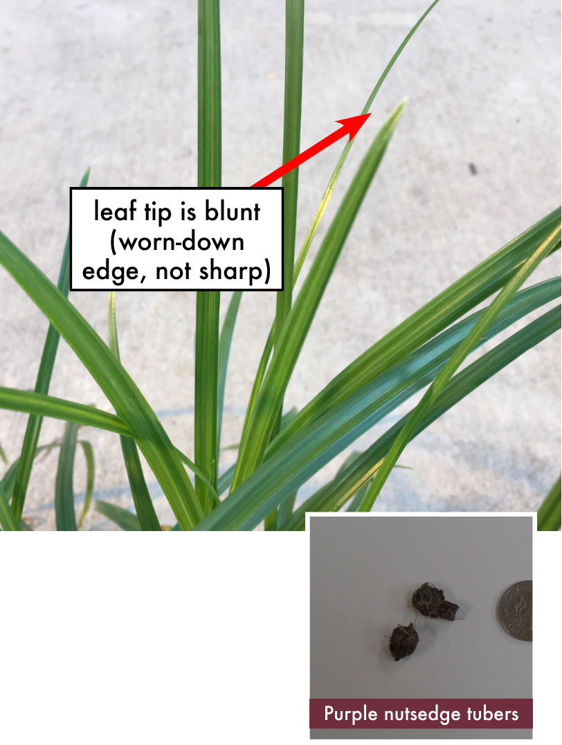 Plant photo: Close up of purple nutsedge with long, thin green leaves that have rounded-blunt tip. Seed photo: Small dark, round tubers (nutsedge seeds) next to dime for size comparison.