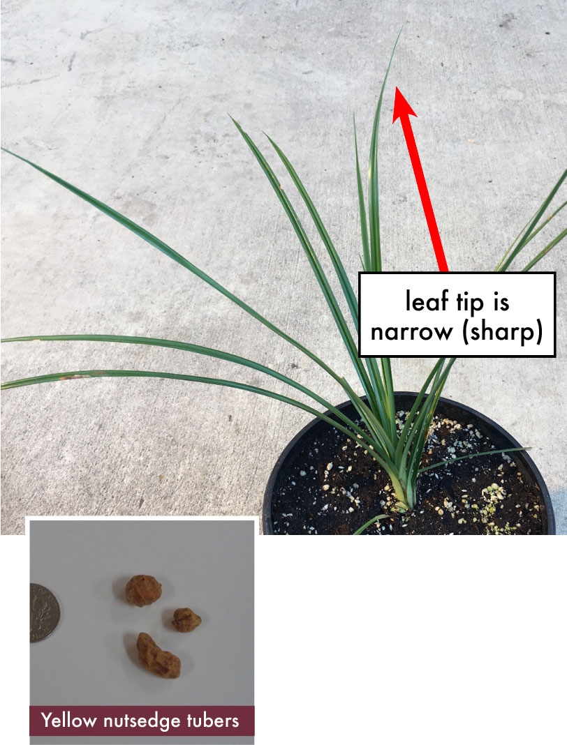 Plant photo: Potted yellow nutsedge with long, thin green leaves that have narrow, sharp tips. Seed photo: Small orange, round tubers (nutsedge seeds) next to dime for size comparison.