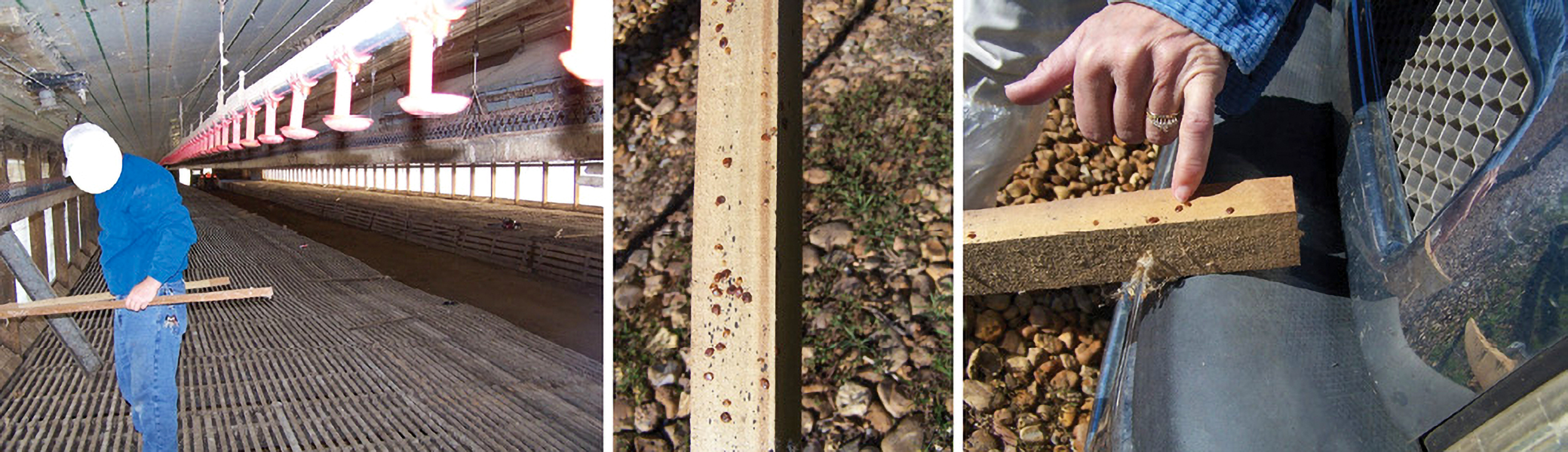 A composite of three images: the first shows a person working inside an empty chicken house; the second shows dark spots on infected wood; the third has a person pointing at similar dark spots on the wood.