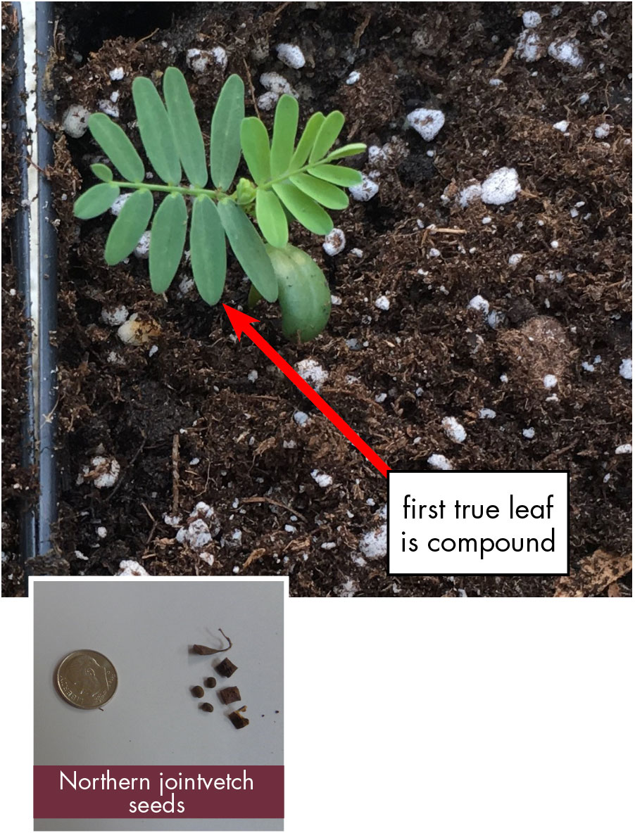 Northern jointvetch features green compound leaves, which are multiple smaller oval leaves coming from either side of the stem. Small brown round seeds and small square seeds next to dime for size comparison.