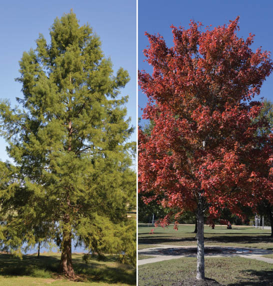 Leaves and branches flourish on conifer and hardwood trees, growing from a single dominant stem for the tree trunks.