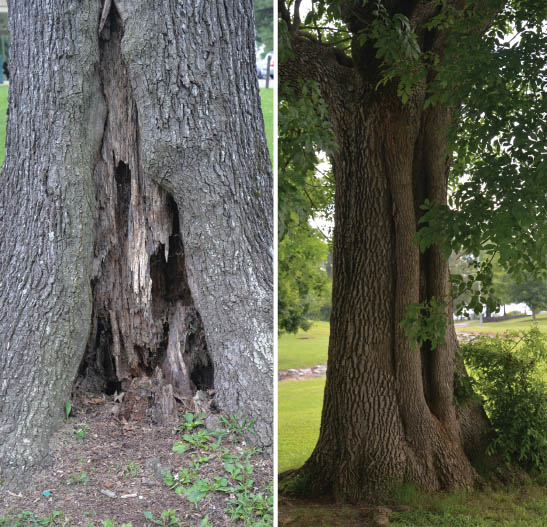 Interior decay creates cavities in these two tree trunks. One cavity grows at the base and the other extends the length of the trunk.