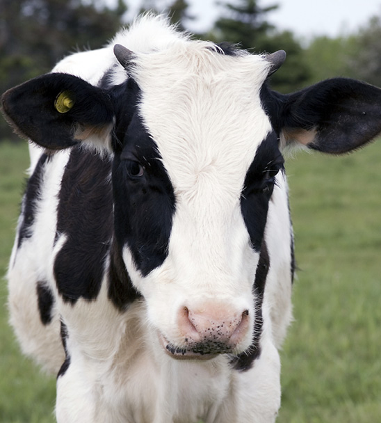 A calf with small, undeveloped horns.