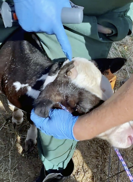 A man points to a calf's very small horn.