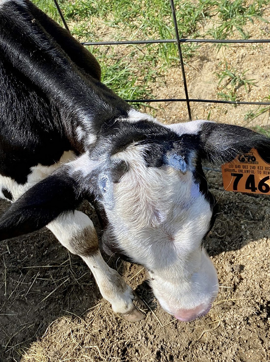 Blue spots are on the horn area of a calf after treatment.