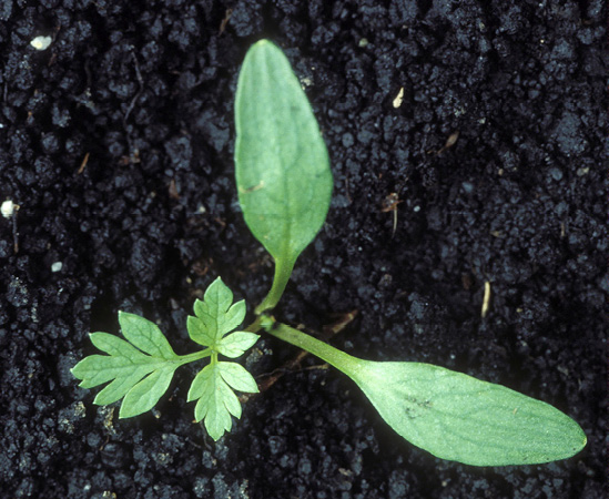 Small, green plant.