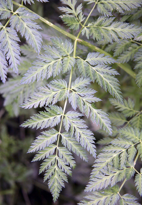 Purplish-green leaves.