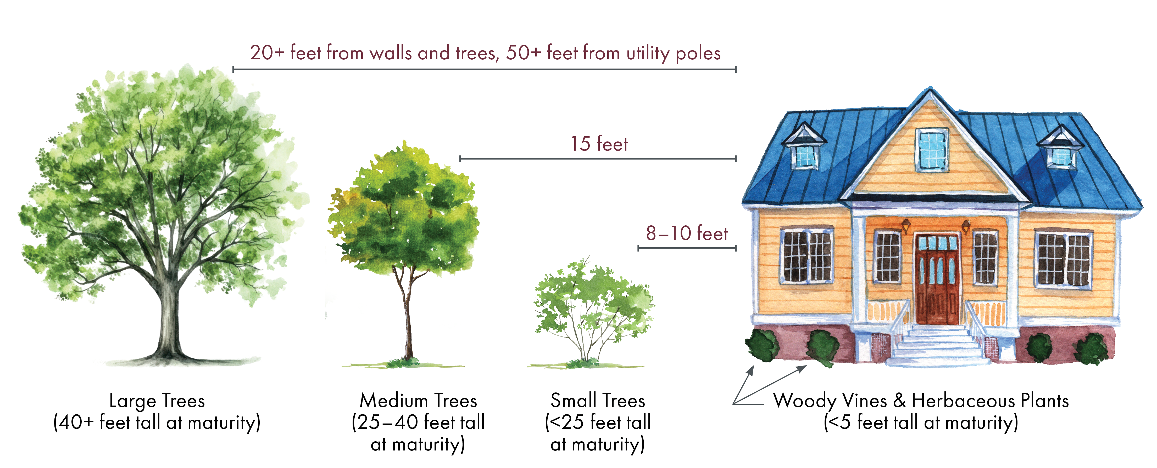 Illustration for planting distances based on their mature height. Large trees (40+ feet): 20+ feet from structures and trees and 50+ feet from utility poles. Medium trees (25-40 feet): 15+ feet from structures. Small trees, (under 25 feet): 8-10 feet from structures. Woody vines and herbaceous plants (under 5 feet) can be planted close to structures.