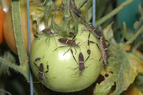 Question: These things are destroying my tomatoes.  How do I control them? Answer: These are leaffooted bugs, common pests in summer vegetable gardens.  See attached information on control.