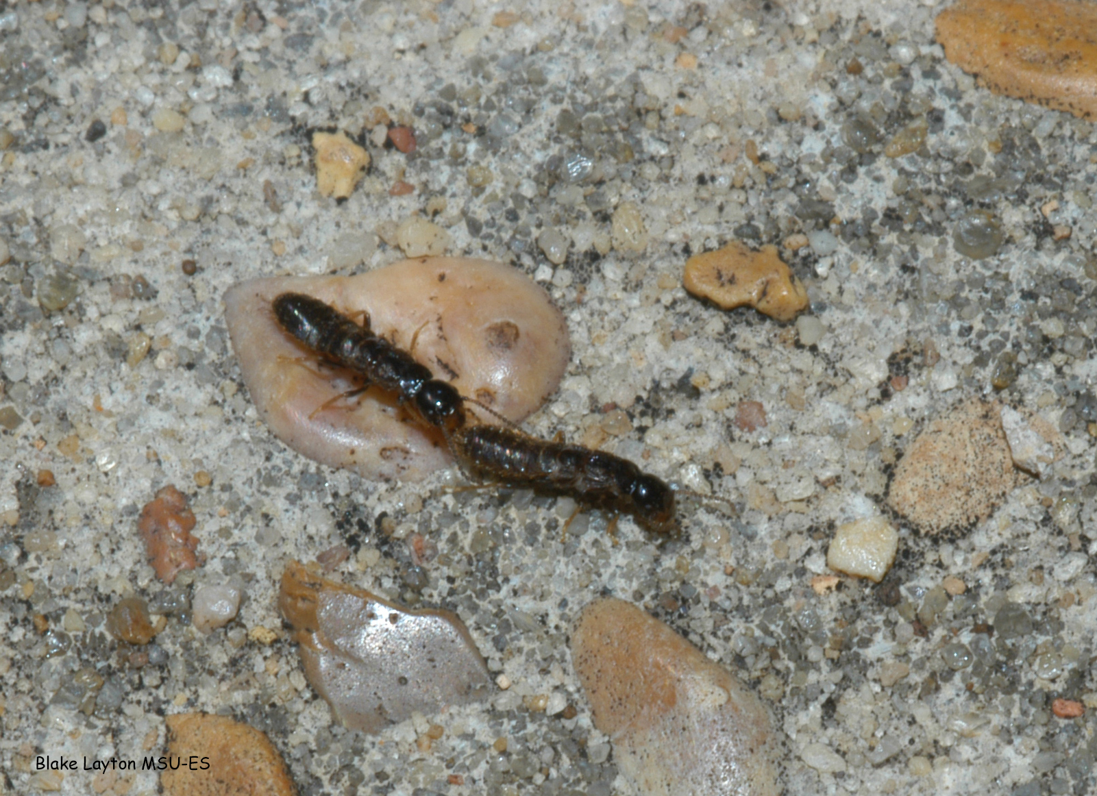 Eastern subterranean termite swarmers after shedding wings.  Note the broad waist and the straight, beadlike antennae.
