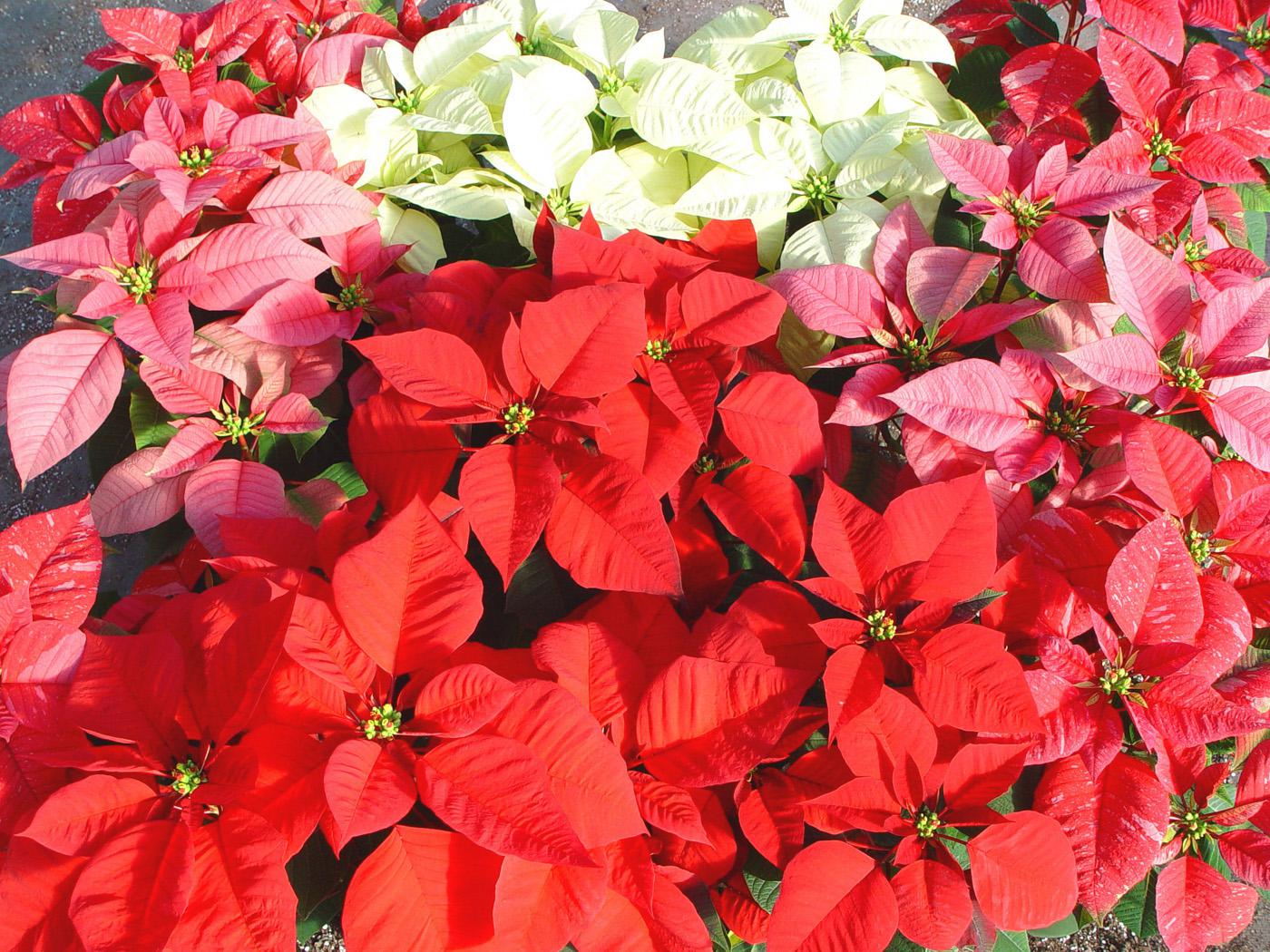 Photo of poinsettias